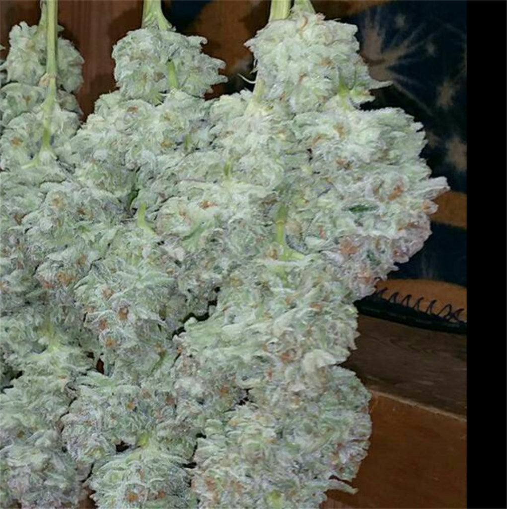 Afghan Haze marijuana strain flower with earthy and woody flavor and focused / creative effects - Rare Harvest hybrid