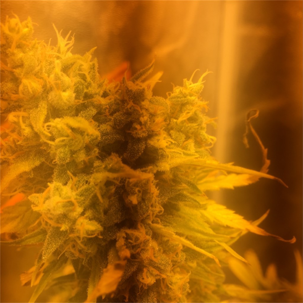 Afghan Skunk marijuana strain flower with skunk and woody flavor and sleepy / relaxed effects - Rare Harvest indica