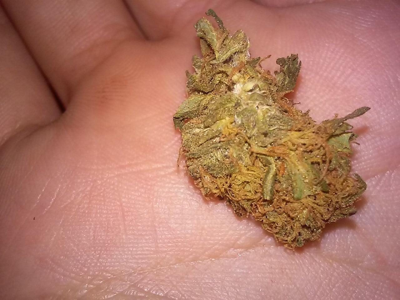 Afghanica marijuana strain flower with tea and woody flavor and creative / hungry effects - Rare Harvest hybrid