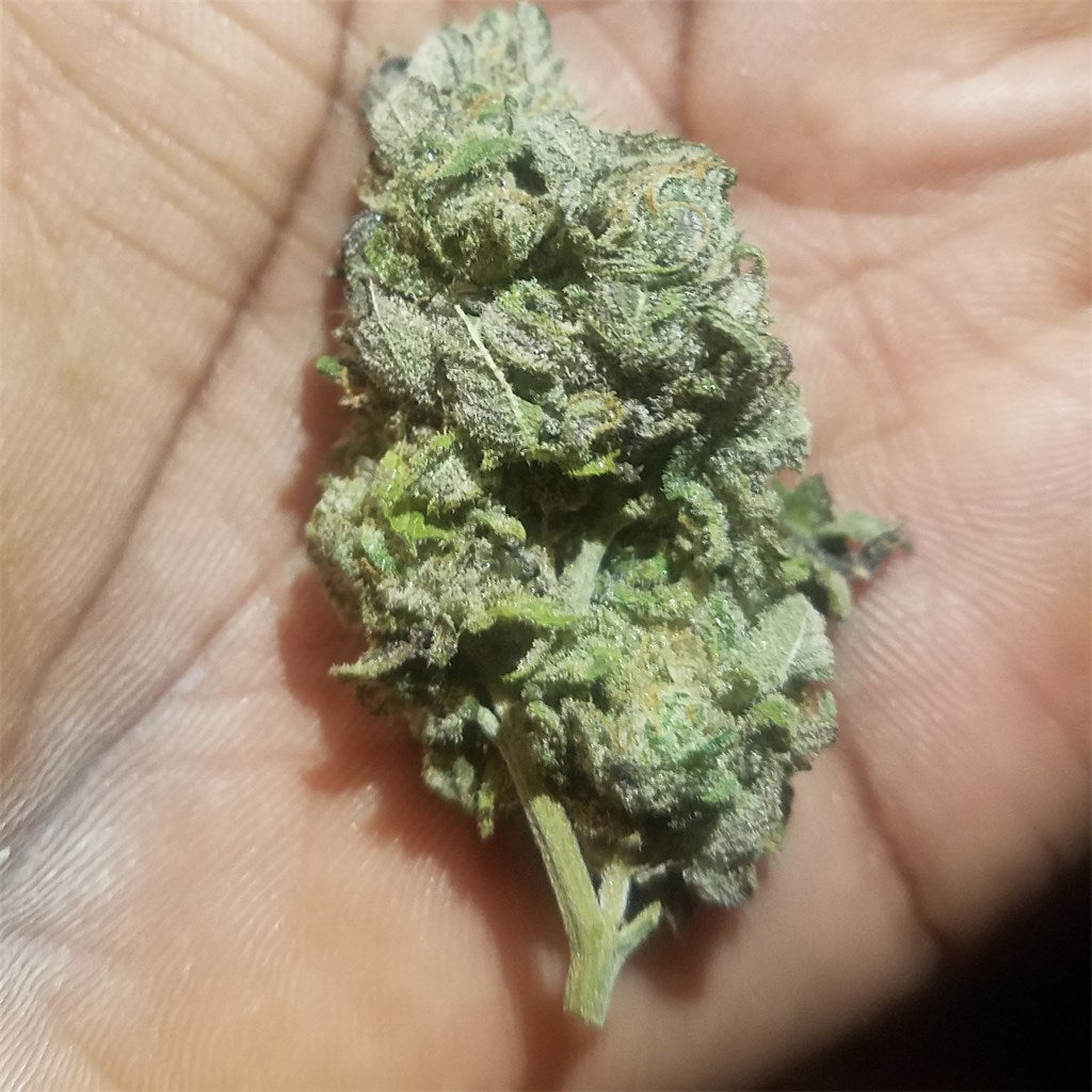 African marijuana strain flower with tobacco and pepper flavor and energetic / hungry effects - Rare Harvest sativa