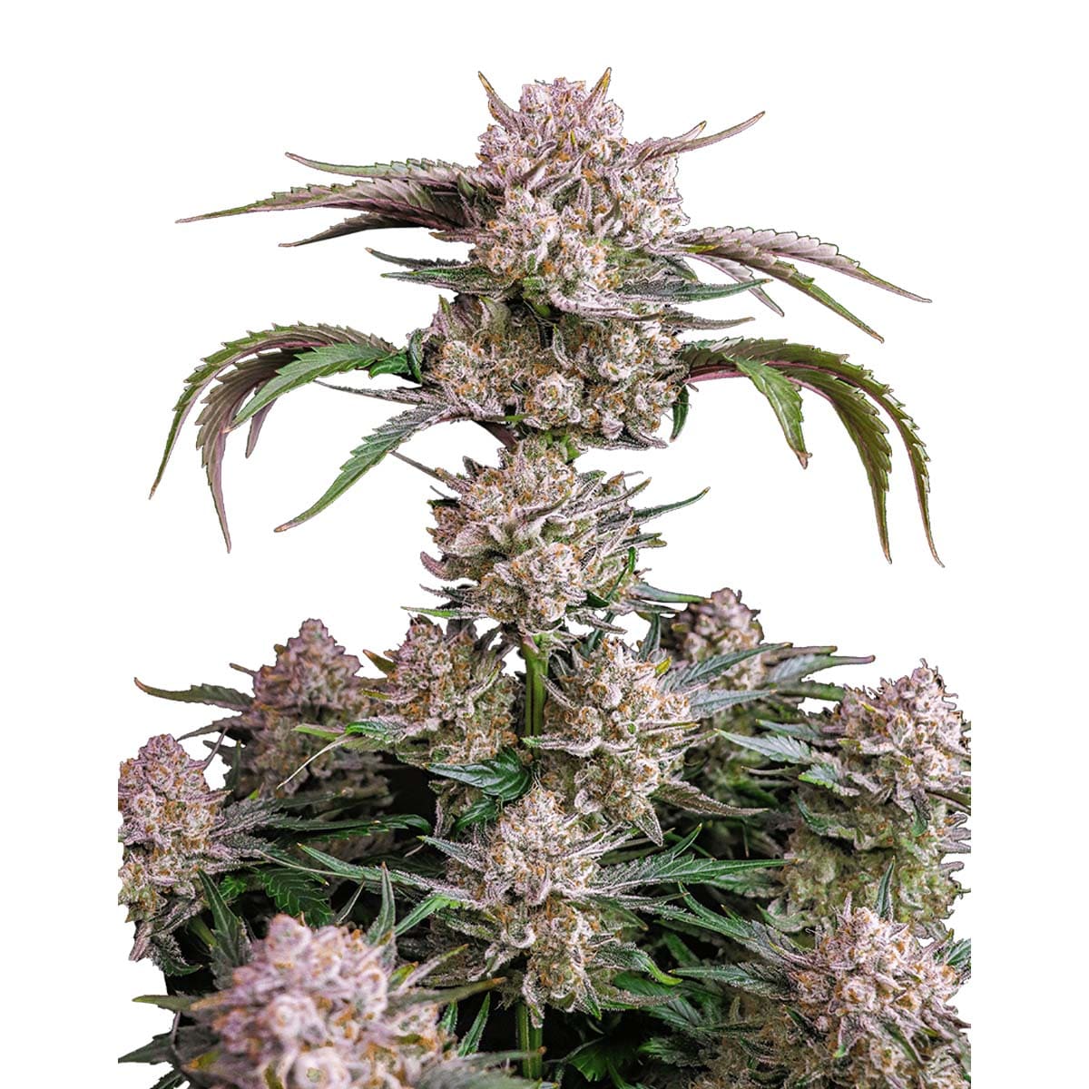 Strawberry Gorilla Auto marijuana strain flower with apricot and berry flavor and giggly / creative effects - Rare Harvest hybrid