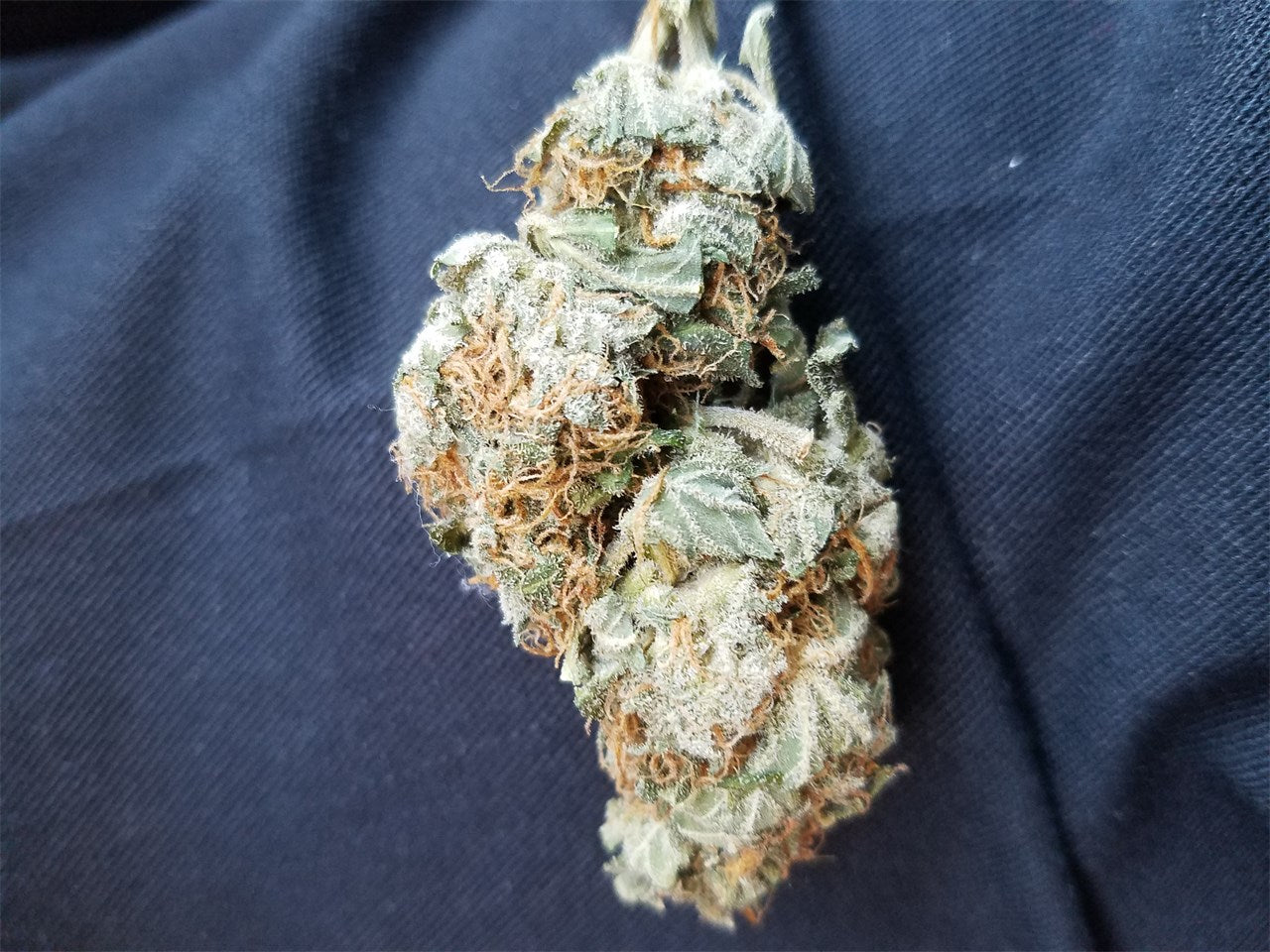 Agent Orange marijuana strain flower with orange and citrus flavor and uplifted / happy effects - Rare Harvest hybrid