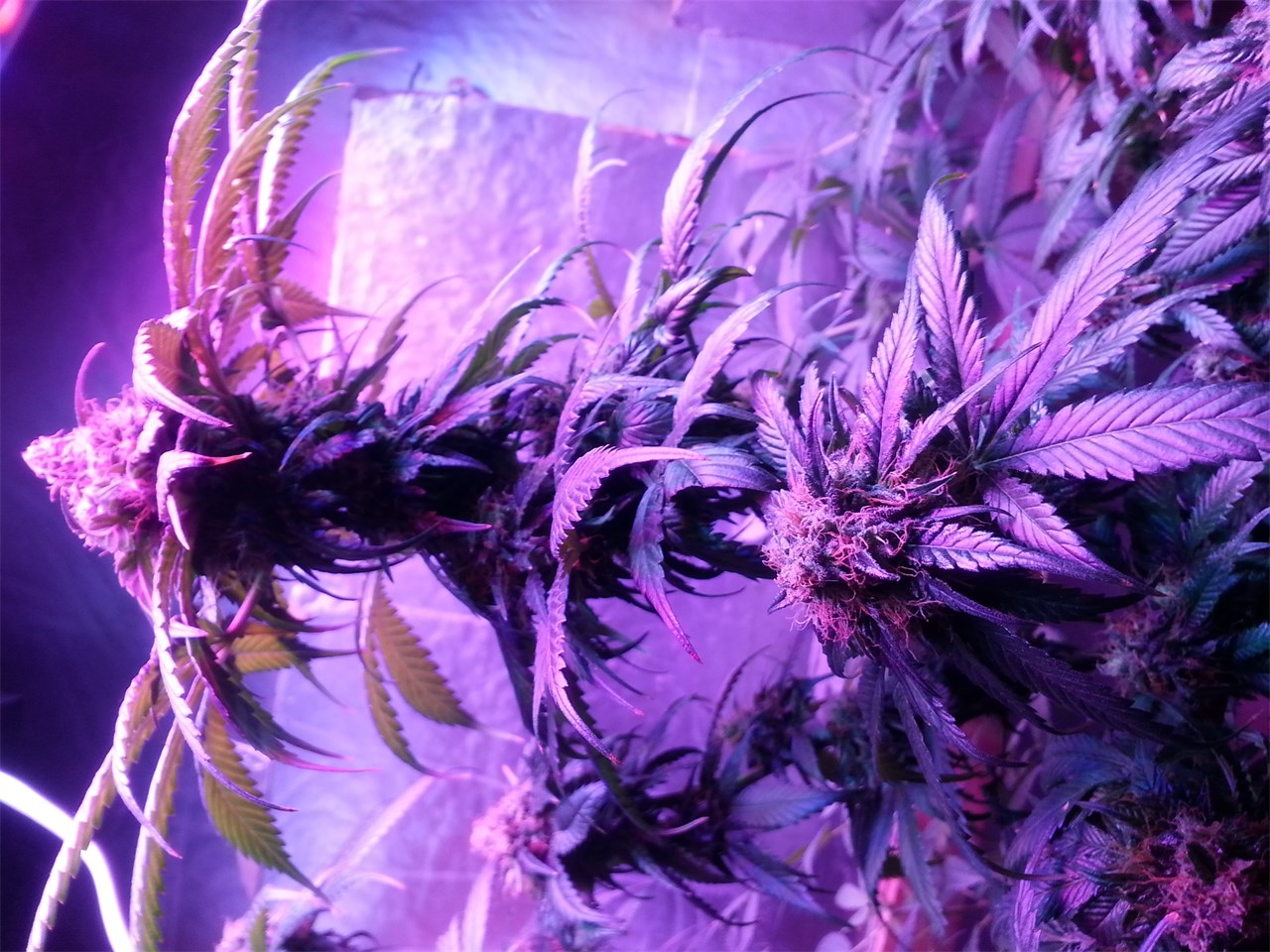 Agent Tangie marijuana strain flower with pepper and skunk flavor and creative / energetic effects - Rare Harvest hybrid