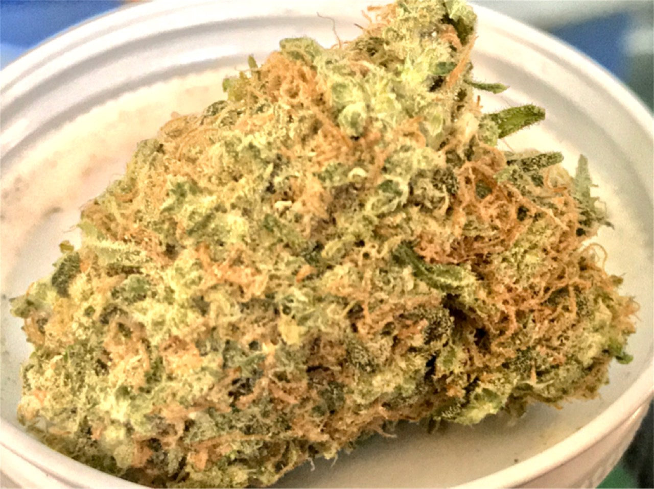 Albert Walker marijuana strain flower with skunk and pungent flavor and relaxed / hungry effects - Rare Harvest hybrid