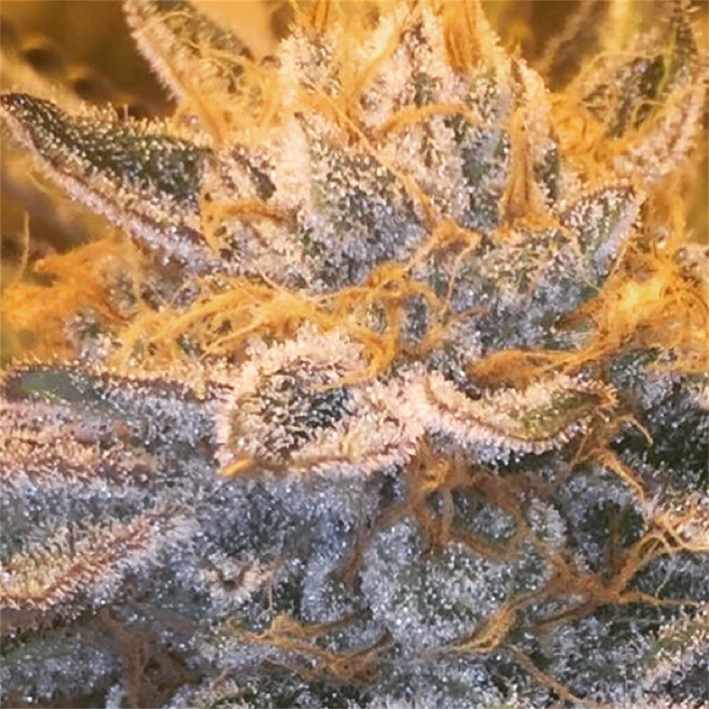 Alf marijuana strain flower with pineapple and coffee flavor and creative / happy effects - Rare Harvest hybrid