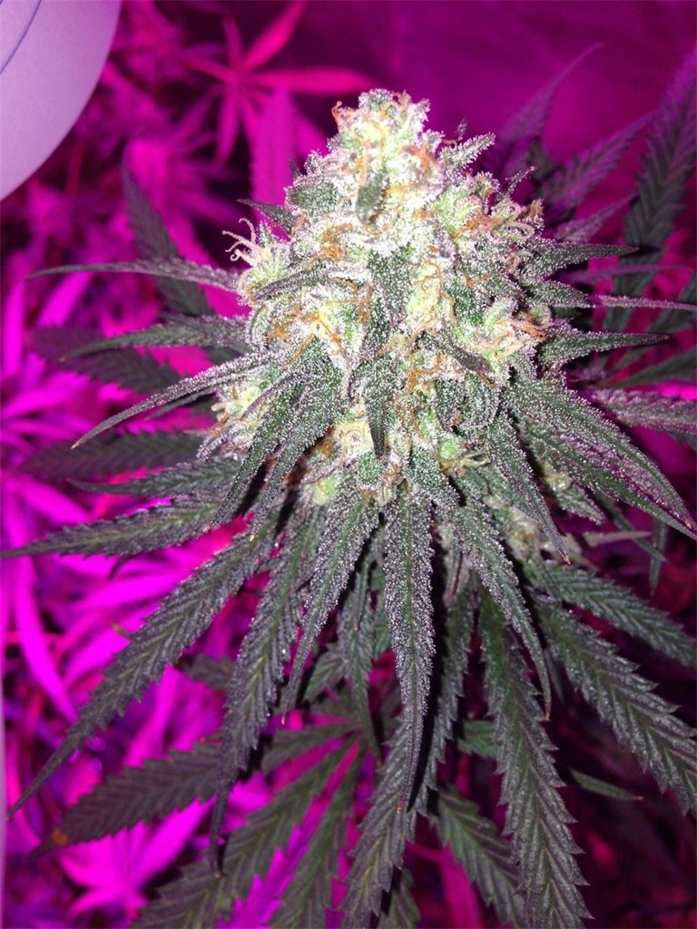 Alien Hallucination marijuana strain flower with chemical and pungent flavor and creative / euphoric effects - Rare Harvest hybrid