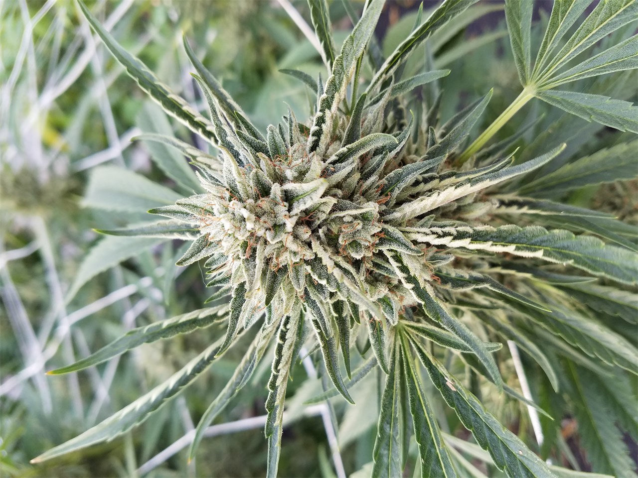 Alien Inferno marijuana strain flower with diesel and pungent flavor and creative / happy effects - Rare Harvest hybrid