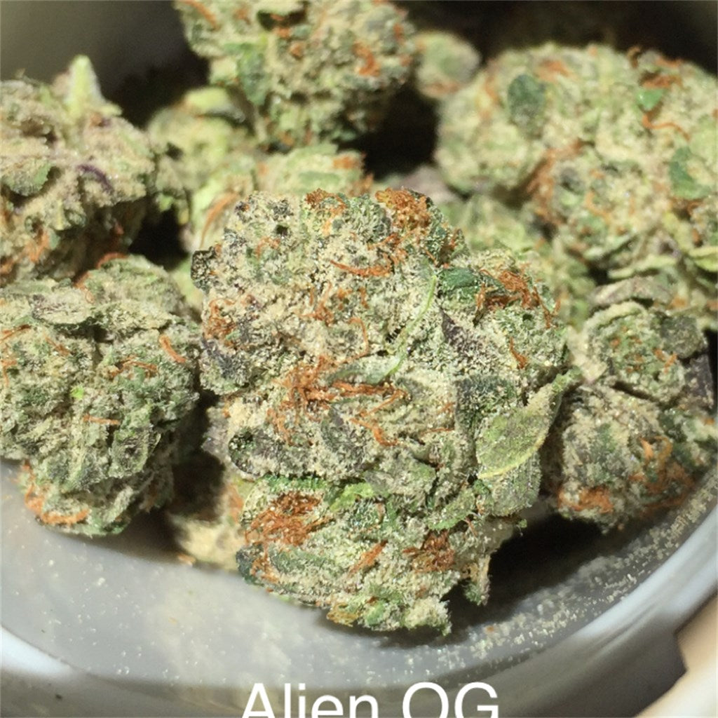 Alien OG marijuana strain flower with pine and earthy flavor and relaxed / tingly effects - Rare Harvest hybrid