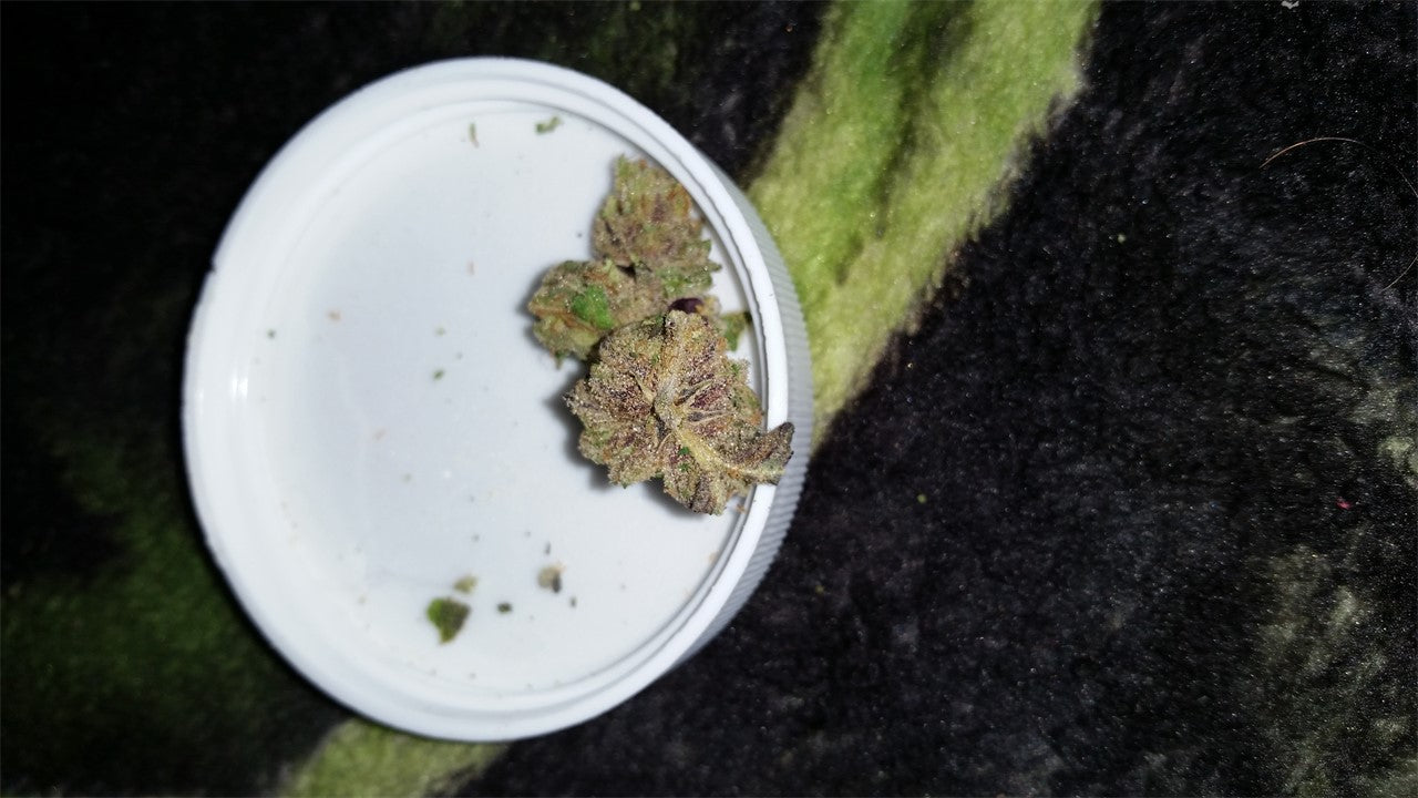 Alien Reunion marijuana strain flower with blue cheese and cheese flavor and energetic / creative effects - Rare Harvest hybrid
