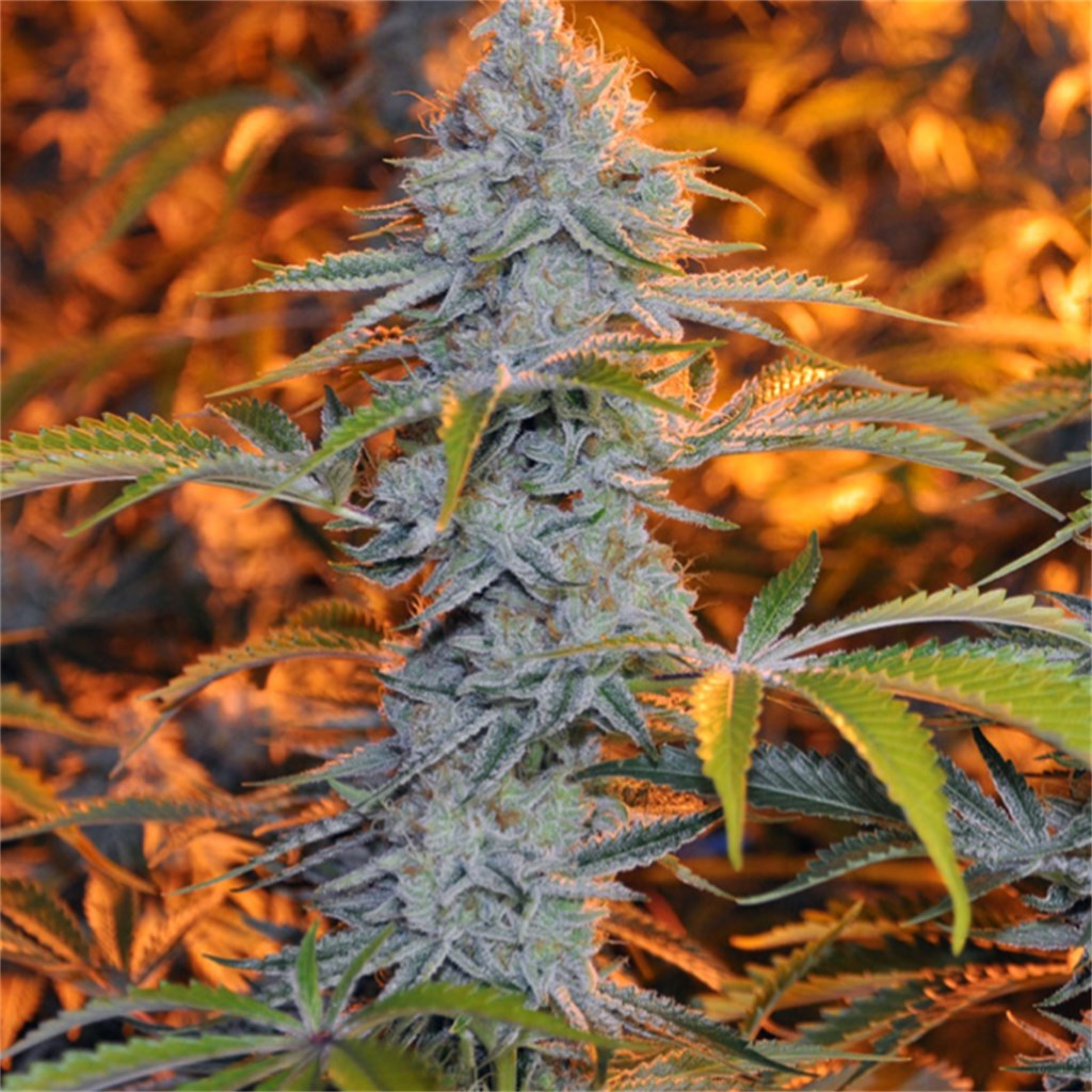 Alien Rift marijuana strain flower with chemical and earthy flavor and hungry / giggly effects - Rare Harvest indica