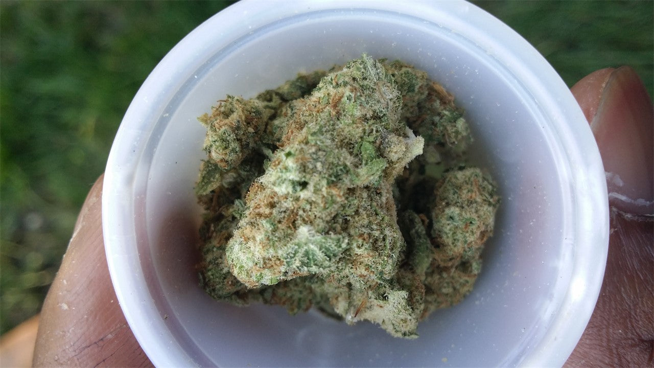 Allen Wrench marijuana strain flower with citrus and pungent flavor and focused / energetic effects - Rare Harvest sativa