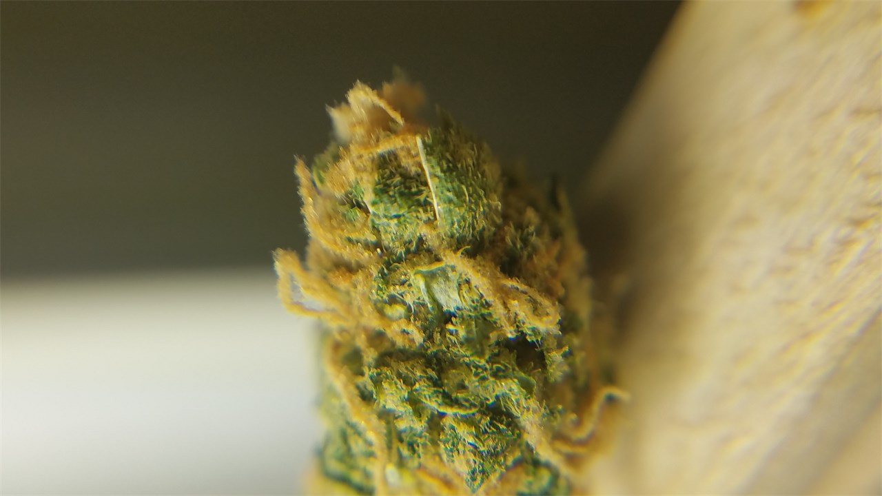 Aloha marijuana strain flower with tropical and citrus flavor and energetic / uplifted effects - Rare Harvest sativa