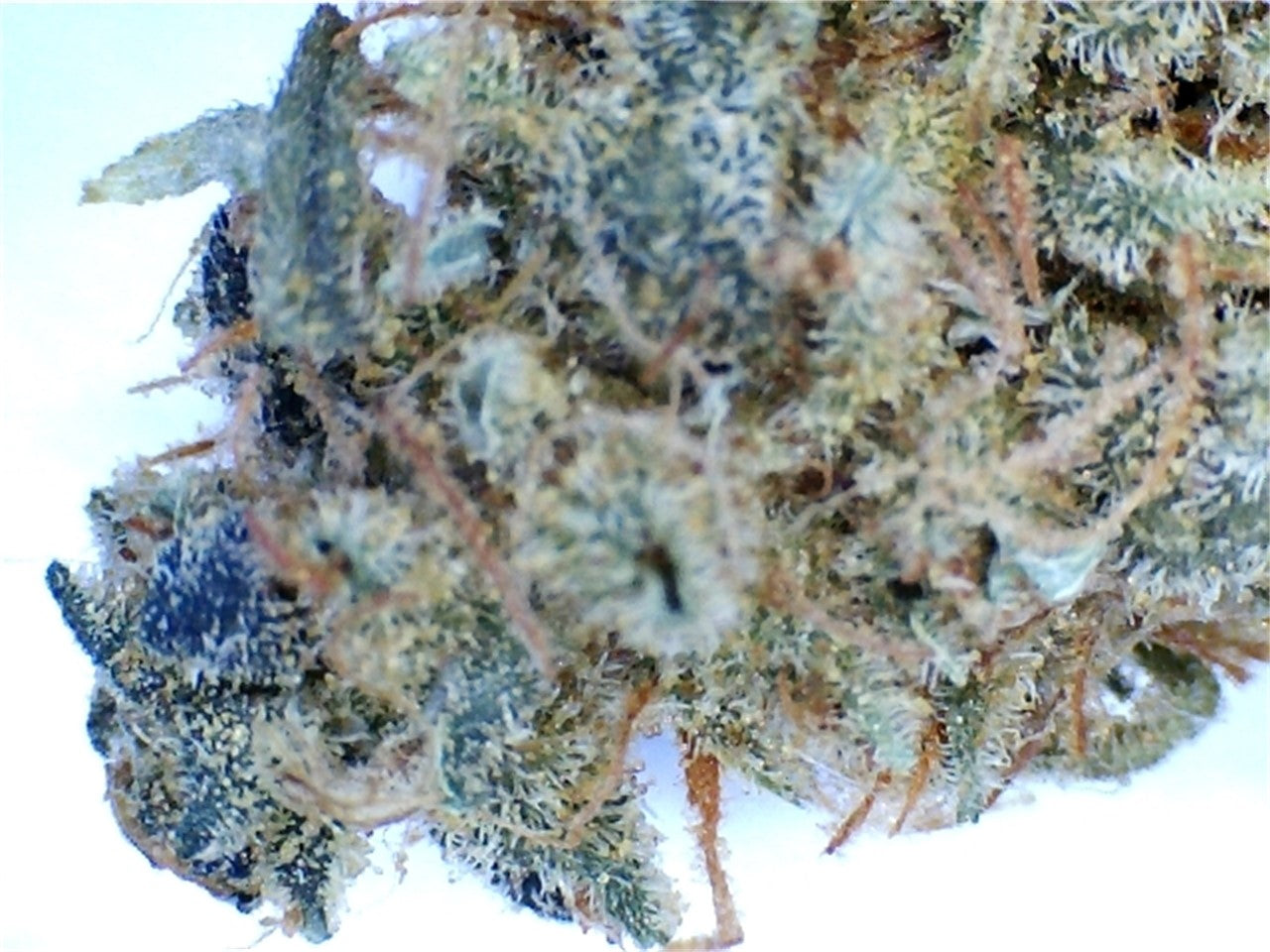 Alpine Blue marijuana strain flower with blueberry and berry flavor and energetic / creative effects - Rare Harvest hybrid