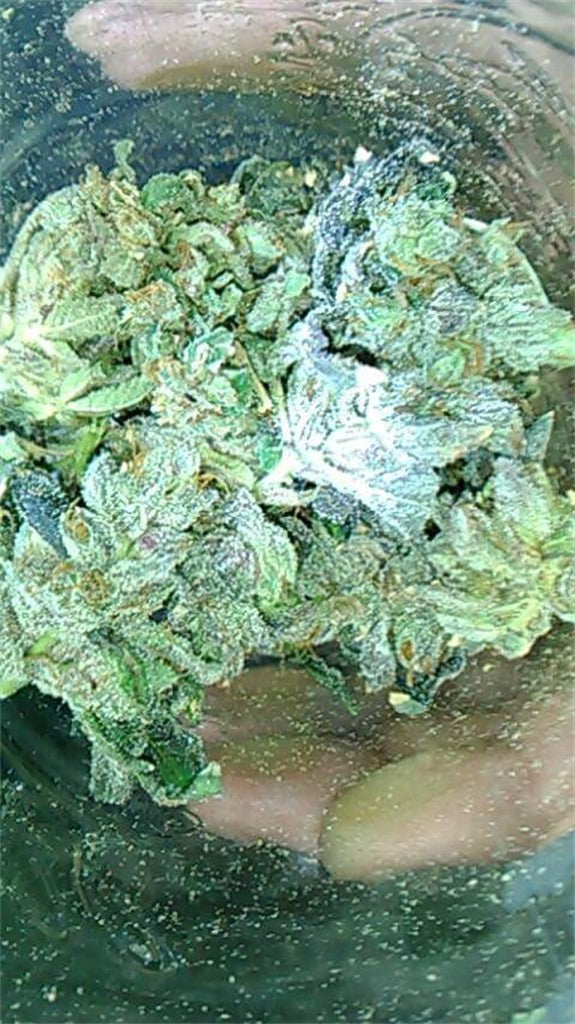 American Dream marijuana strain flower with earthy and blueberry flavor and creative / euphoric effects - Rare Harvest hybrid