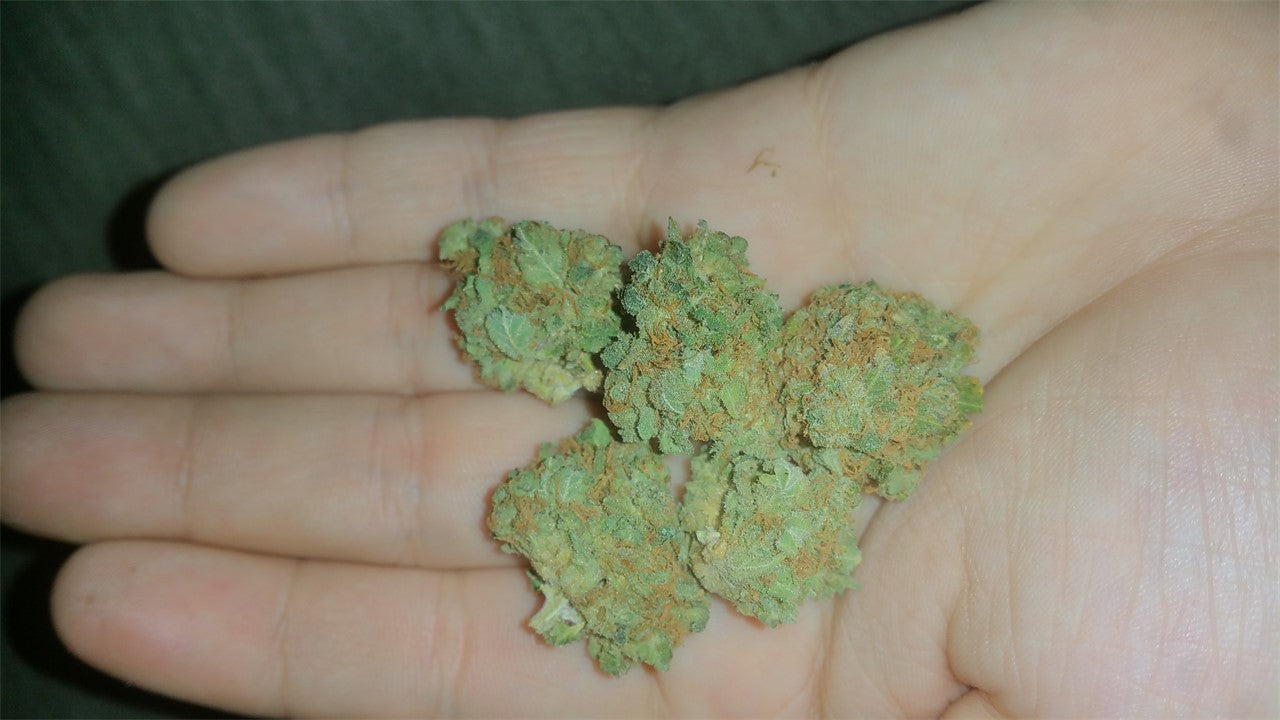 Amethyst Bud marijuana strain flower with lavender and violet flavor and creative / euphoric effects - Rare Harvest hybrid