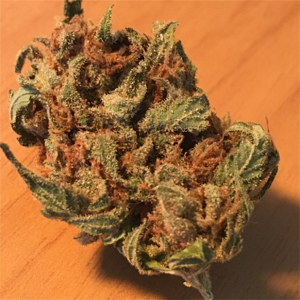 Amnesia marijuana strain flower with ammonia and tobacco flavor and giggly / talkative effects - Rare Harvest sativa