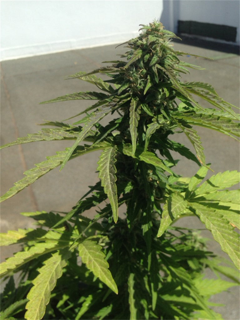 Anesthesia marijuana strain flower with earthy and chemical flavor and sleepy / hungry effects - Rare Harvest indica