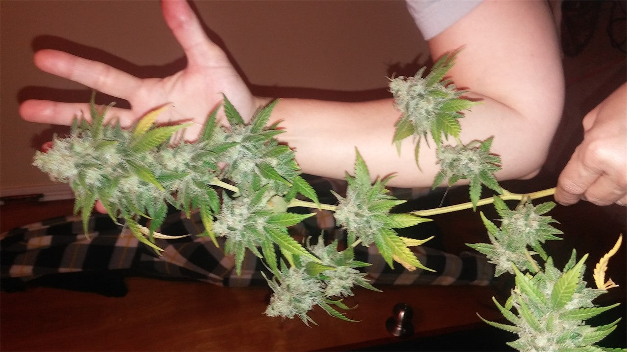 Apollo 11 marijuana strain flower with citrus and pine flavor and euphoric / uplifted effects - Rare Harvest hybrid