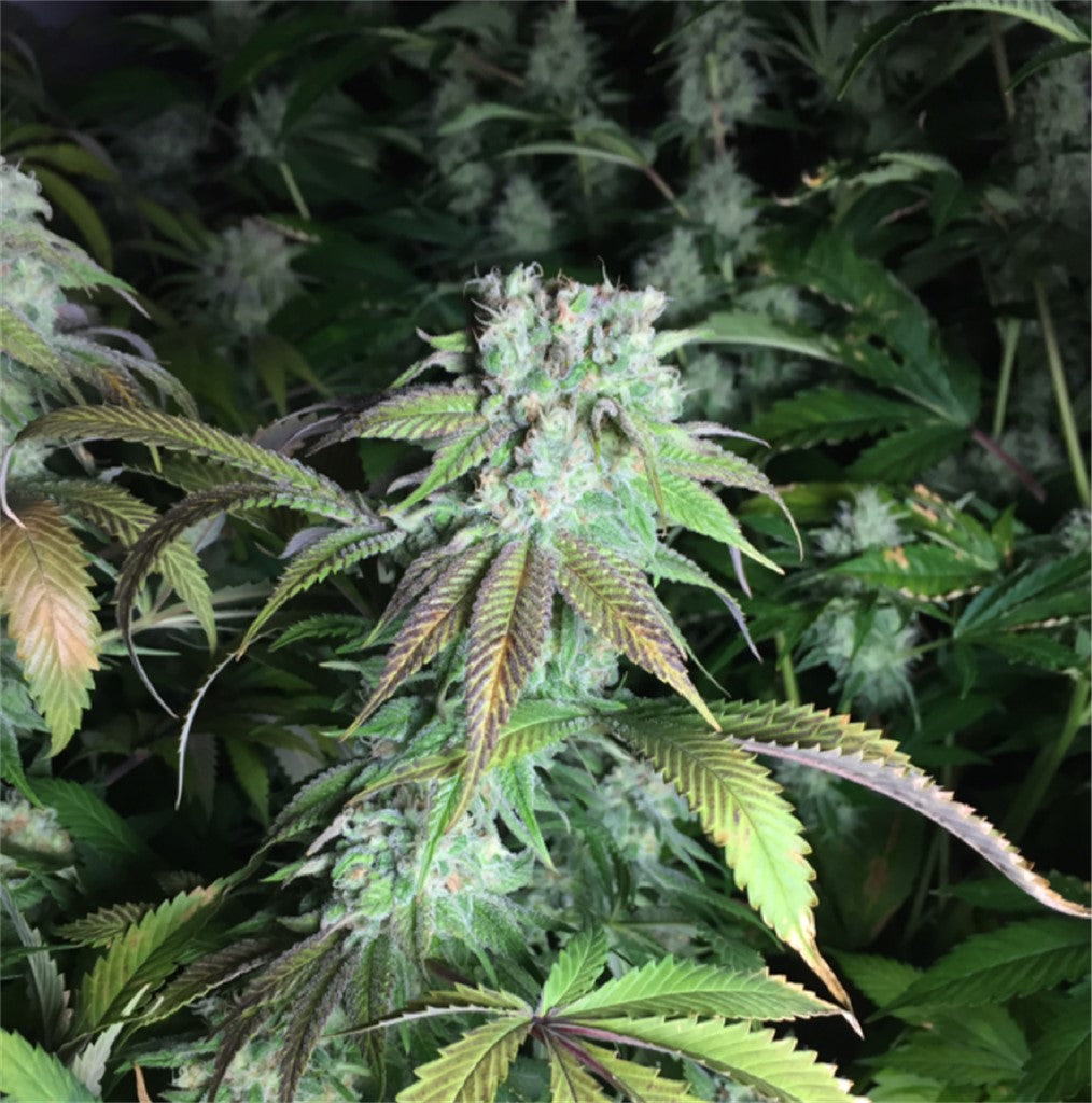 Apple Kush marijuana strain flower with apple and diesel flavor and tingly / euphoric effects - Rare Harvest hybrid