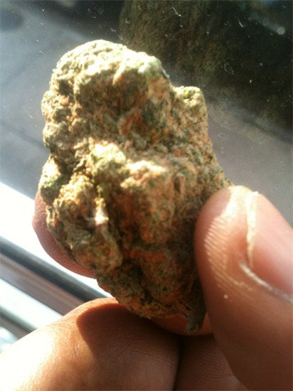 Arabian Gold marijuana strain flower and euphoric / energetic effects - Rare Harvest sativa