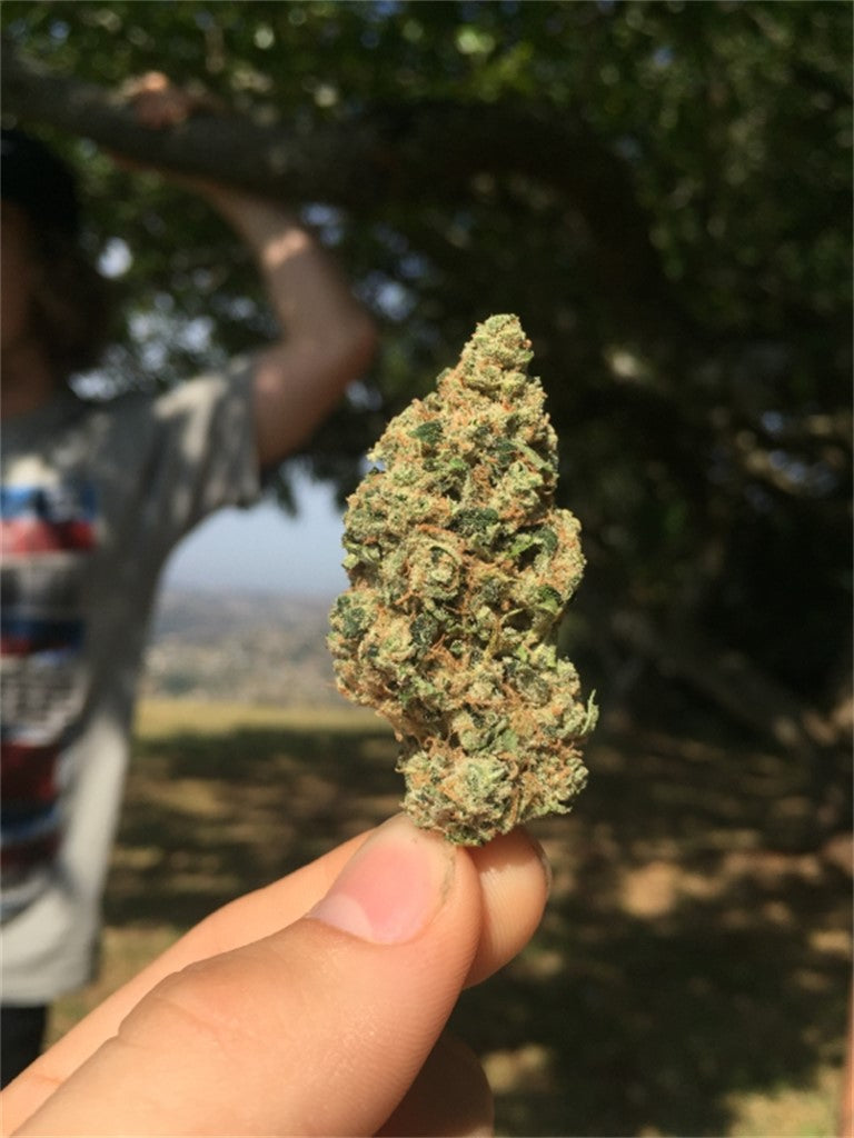 Arctic Sun marijuana strain flower with skunk and ammonia flavor and creative / energetic effects - Rare Harvest hybrid