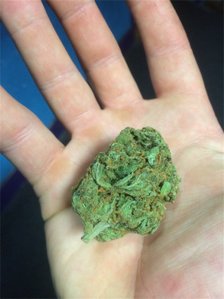 Arjan's Ultra Haze #1 marijuana strain flower with mint and blue cheese flavor and focused / energetic effects - Rare Harvest sativa