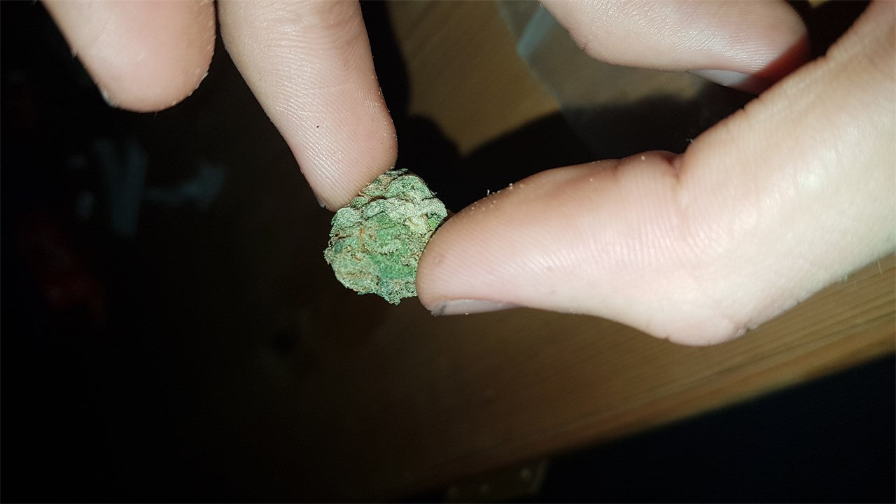 Armageddon marijuana strain flower with citrus and woody flavor and euphoric / hungry effects - Rare Harvest hybrid