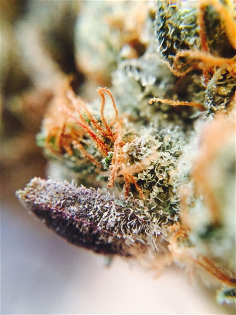 Armagnac marijuana strain flower with sweet and earthy flavor and talkative / creative effects - Rare Harvest hybrid