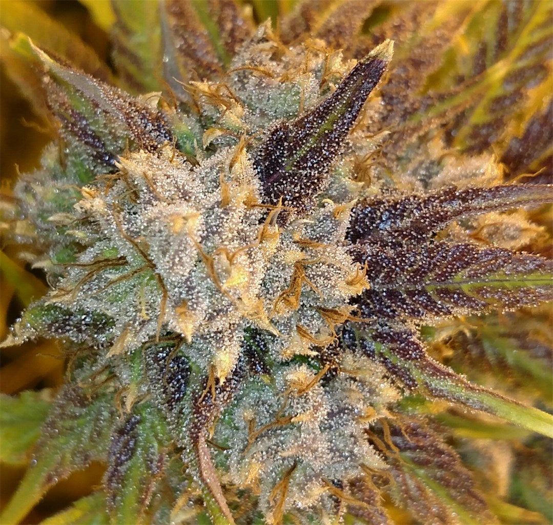 Ash marijuana strain flower with skunk and pungent flavor and uplifted / energetic effects - Rare Harvest hybrid