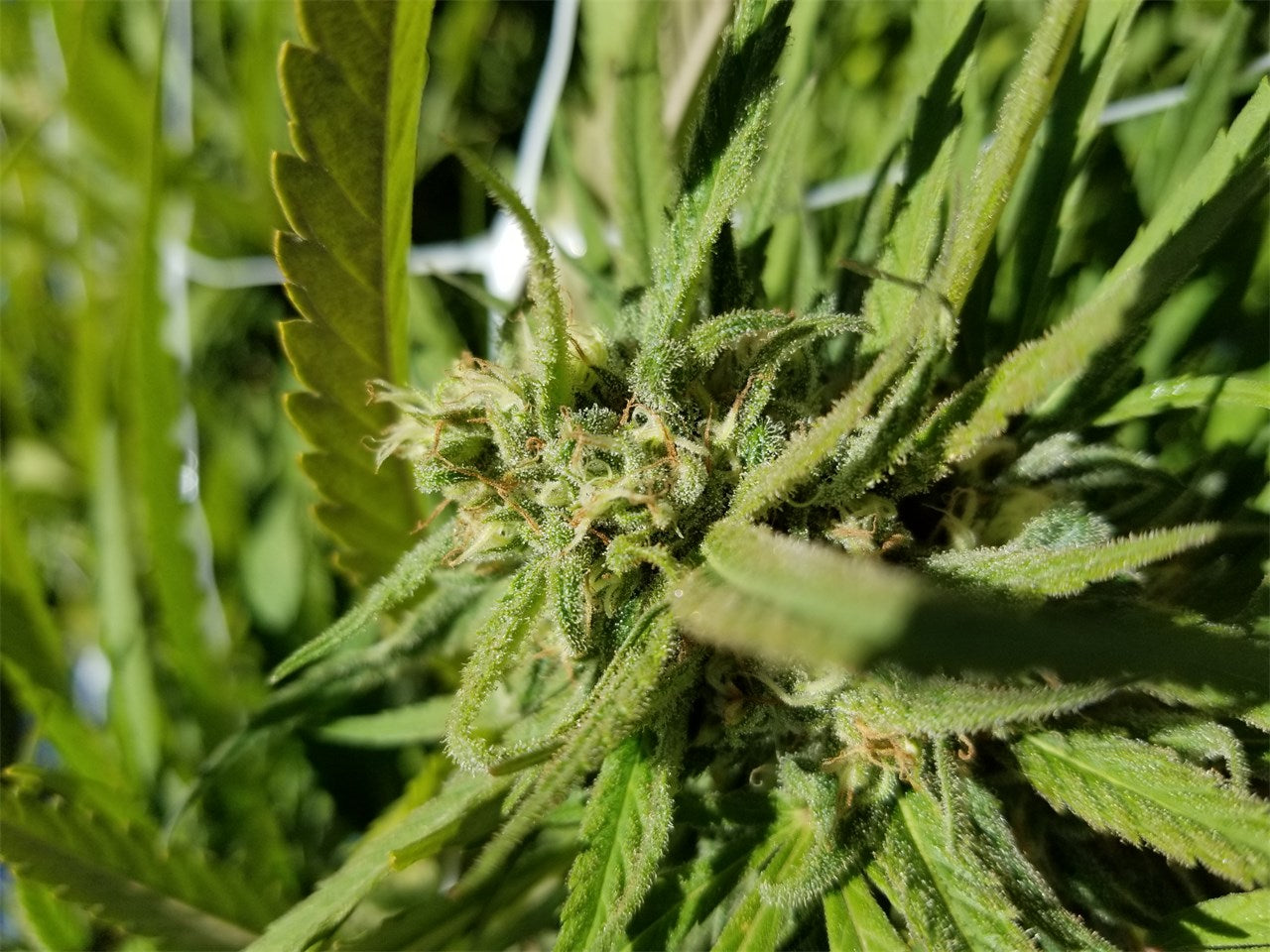 Asian Fantasy marijuana strain flower with apple and lime flavor and creative / aroused effects - Rare Harvest sativa