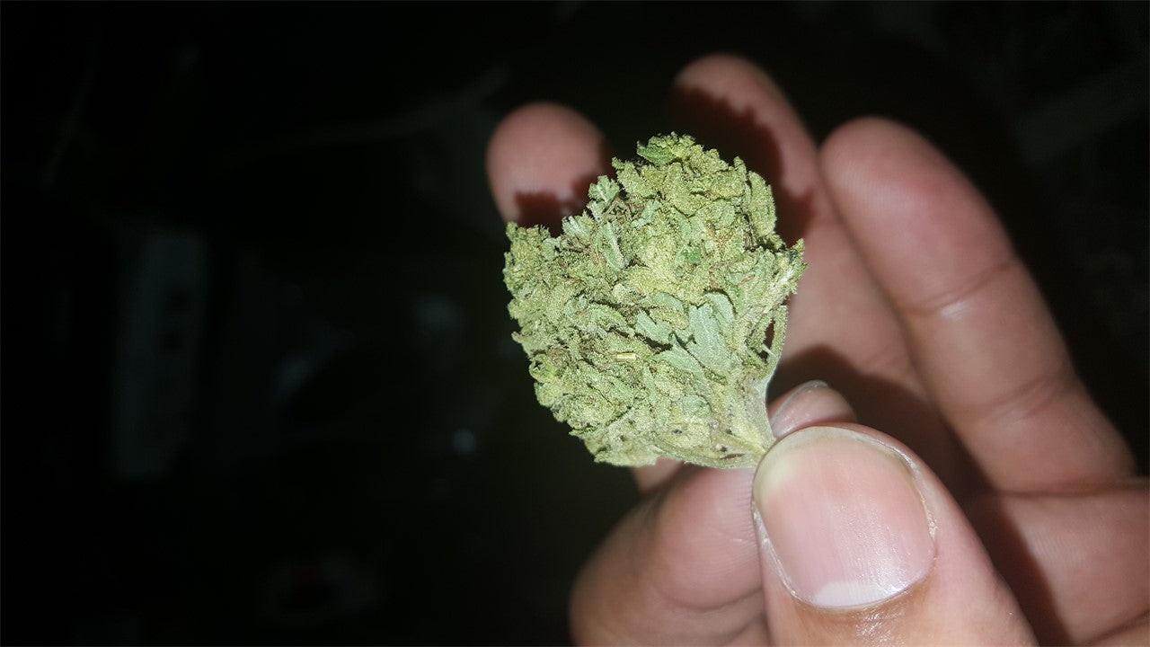 Astroboy marijuana strain flower with grapefruit and citrus flavor and energetic / talkative effects - Rare Harvest sativa