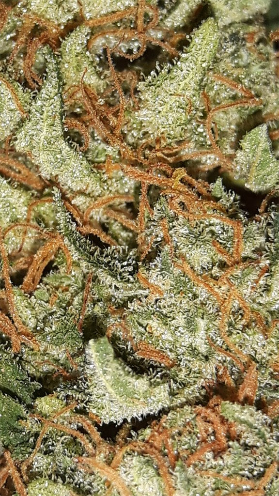 Atomical Haze marijuana strain flower with mint and pungent flavor and energetic / talkative effects - Rare Harvest sativa