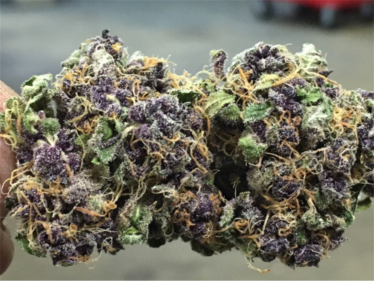Aurora Borealis marijuana strain flower with woody and diesel flavor and relaxed / uplifted effects - Rare Harvest indica