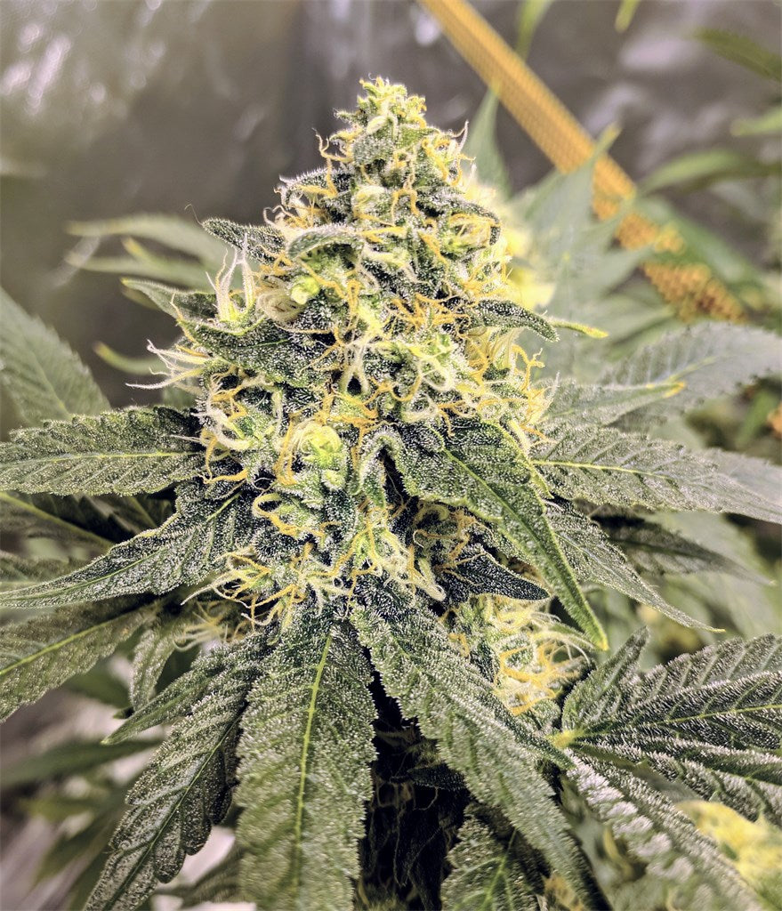 Aurora Indica marijuana strain flower with spicy/herbal and earthy flavor and sleepy / relaxed effects - Rare Harvest indica