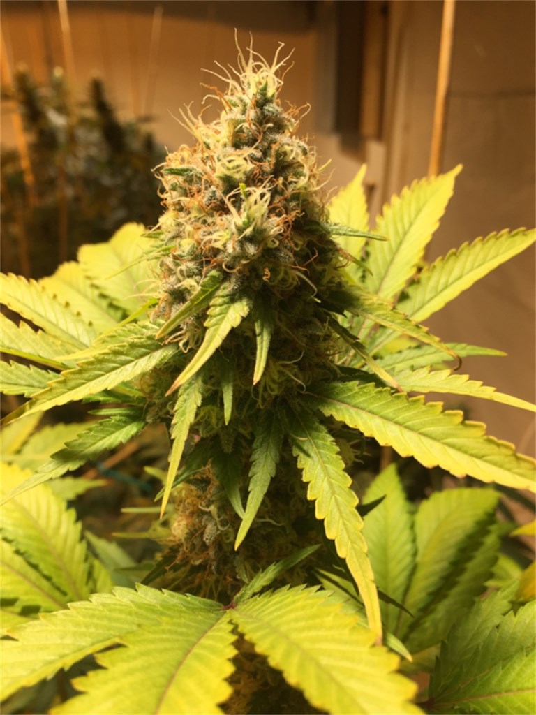 Azure Haze marijuana strain flower with blue cheese and blueberry flavor and uplifted / focused effects - Rare Harvest hybrid