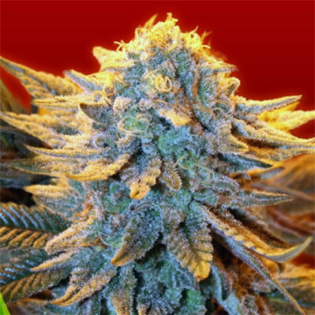 B-52 marijuana strain flower with woody and earthy flavor and relaxed / focused effects - Rare Harvest indica