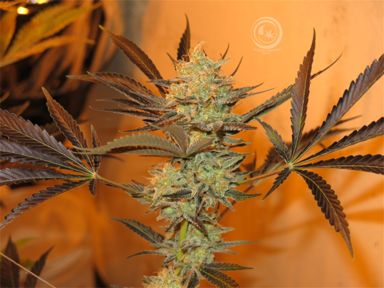 B-Witched marijuana strain flower with berry and sweet flavor and euphoric / uplifted effects - Rare Harvest hybrid