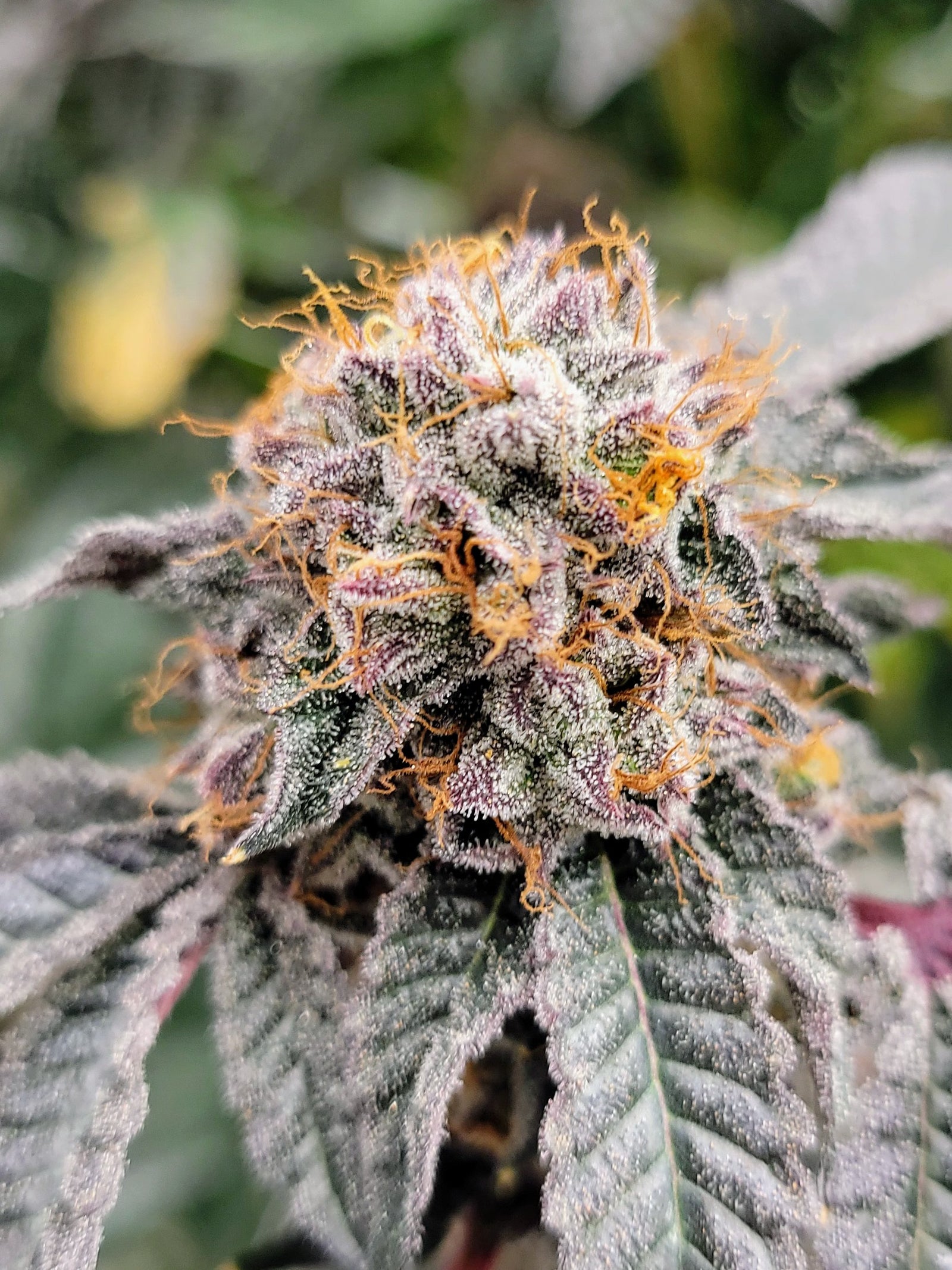 Bee Jelly marijuana strain flower with vanilla and diesel flavor and creative / happy effects - Rare Harvest hybrid