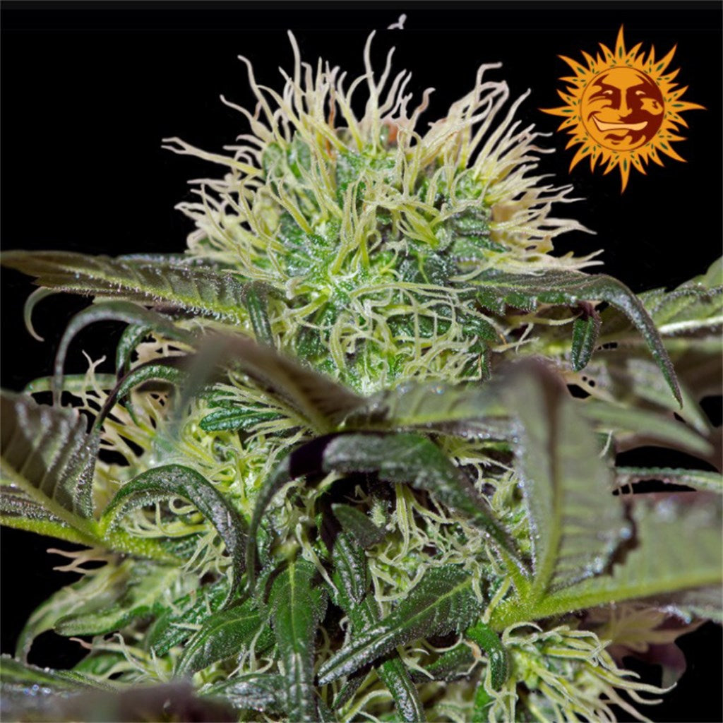 Bad Azz Kush marijuana strain flower with lemon and earthy flavor and energetic / happy effects - Rare Harvest hybrid