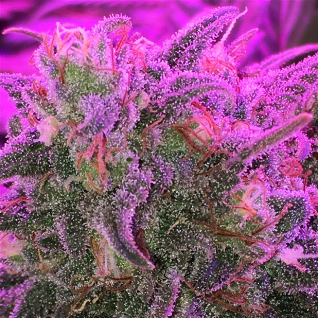 Banana Kush marijuana strain flower with tree fruit and tropical flavor and relaxed / talkative effects - Rare Harvest hybrid