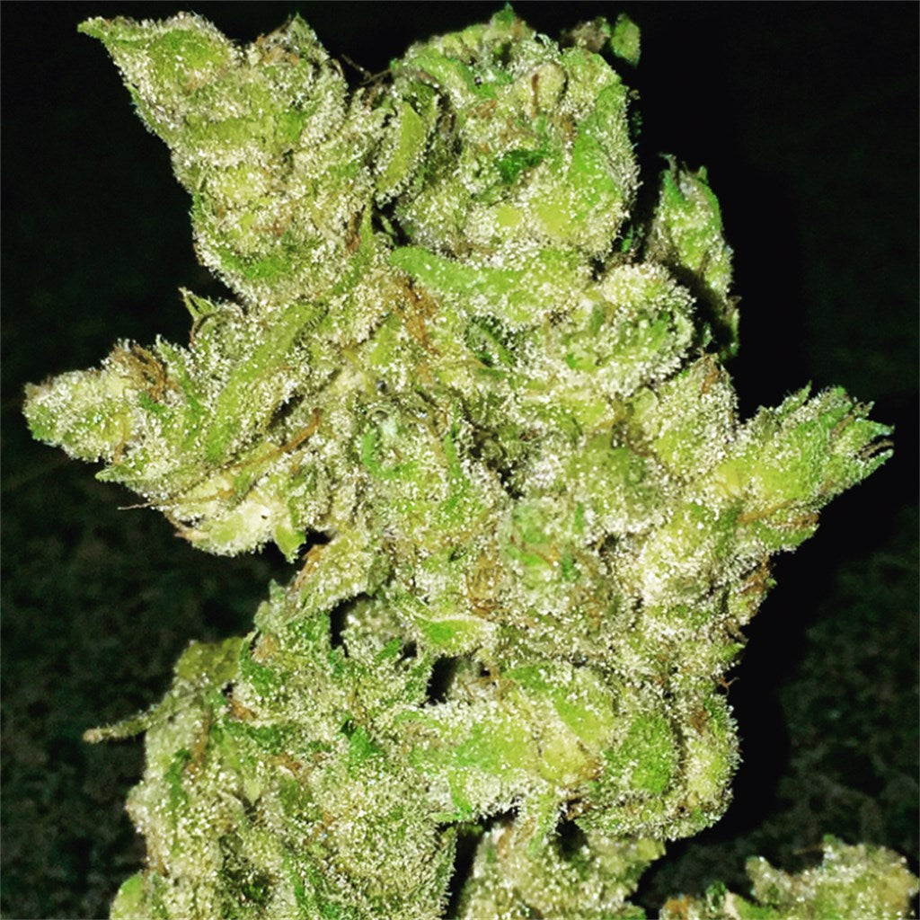 Banana OG marijuana strain flower with tree fruit and tropical flavor and sleepy / relaxed effects - Rare Harvest hybrid