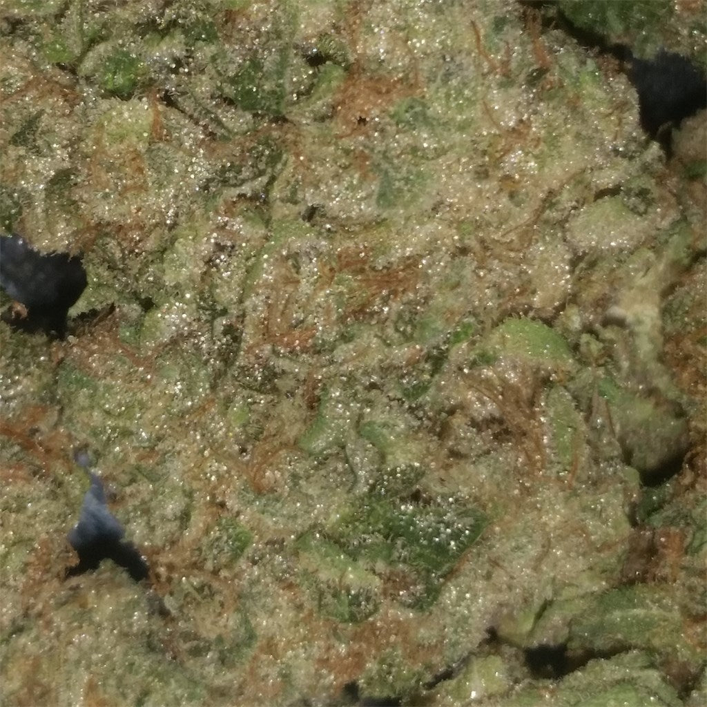 Bananas marijuana strain flower with tropical and tree fruit flavor and relaxed / focused effects - Rare Harvest hybrid