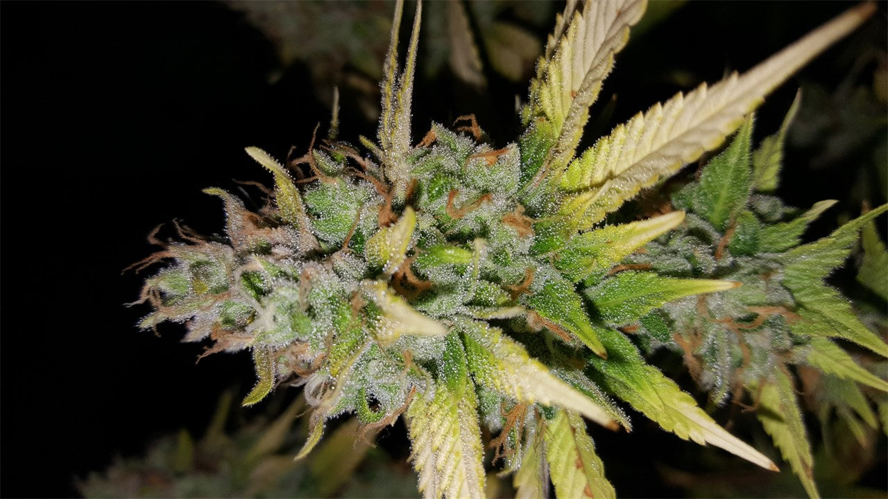 Bandana marijuana strain flower with coffee and woody flavor and talkative / creative effects - Rare Harvest hybrid