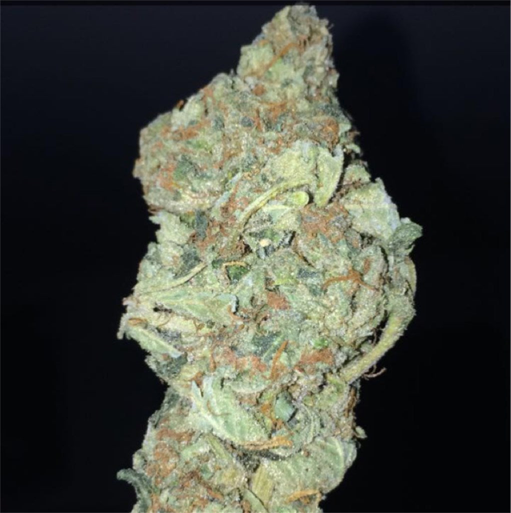 BC Big Bud marijuana strain flower with nutty and rose flavor and aroused / relaxed effects - Rare Harvest hybrid