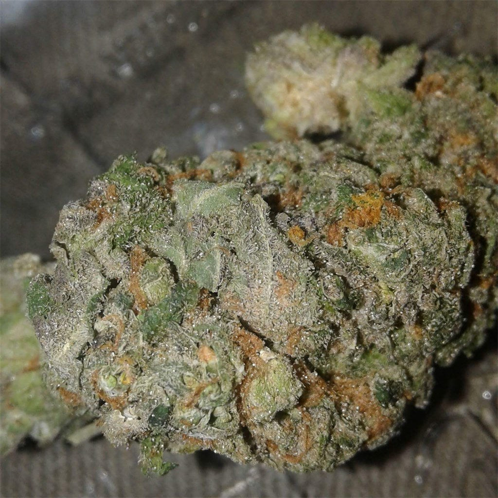 BC Roadkill marijuana strain flower with skunk and diesel flavor and giggly / creative effects - Rare Harvest hybrid