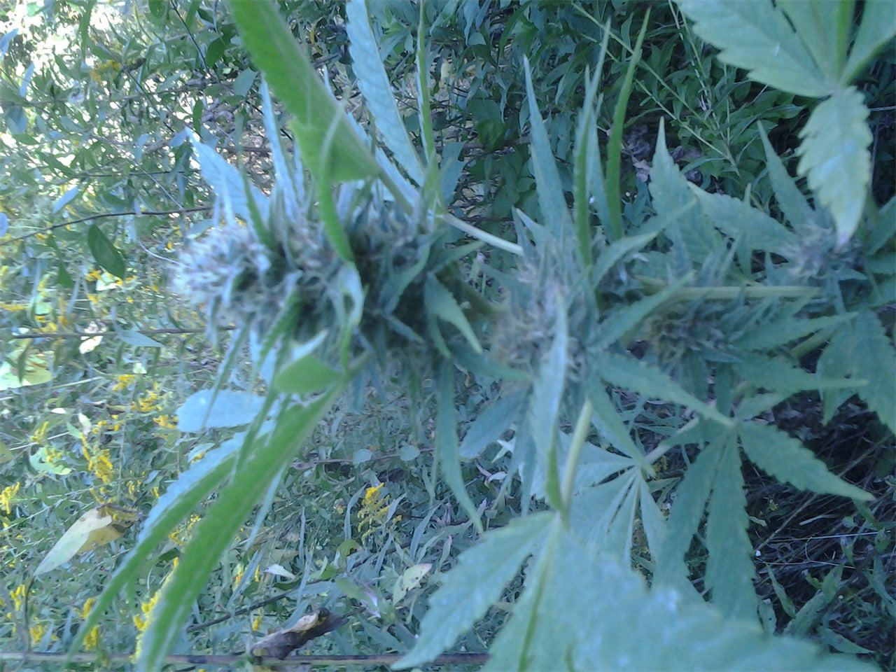 BC Sweet Tooth marijuana strain flower with honey and pear flavor and creative / uplifted effects - Rare Harvest indica