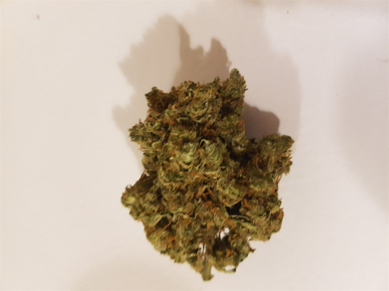 Bediol marijuana strain flower with blue cheese and mango flavor and energetic / creative effects - Rare Harvest sativa