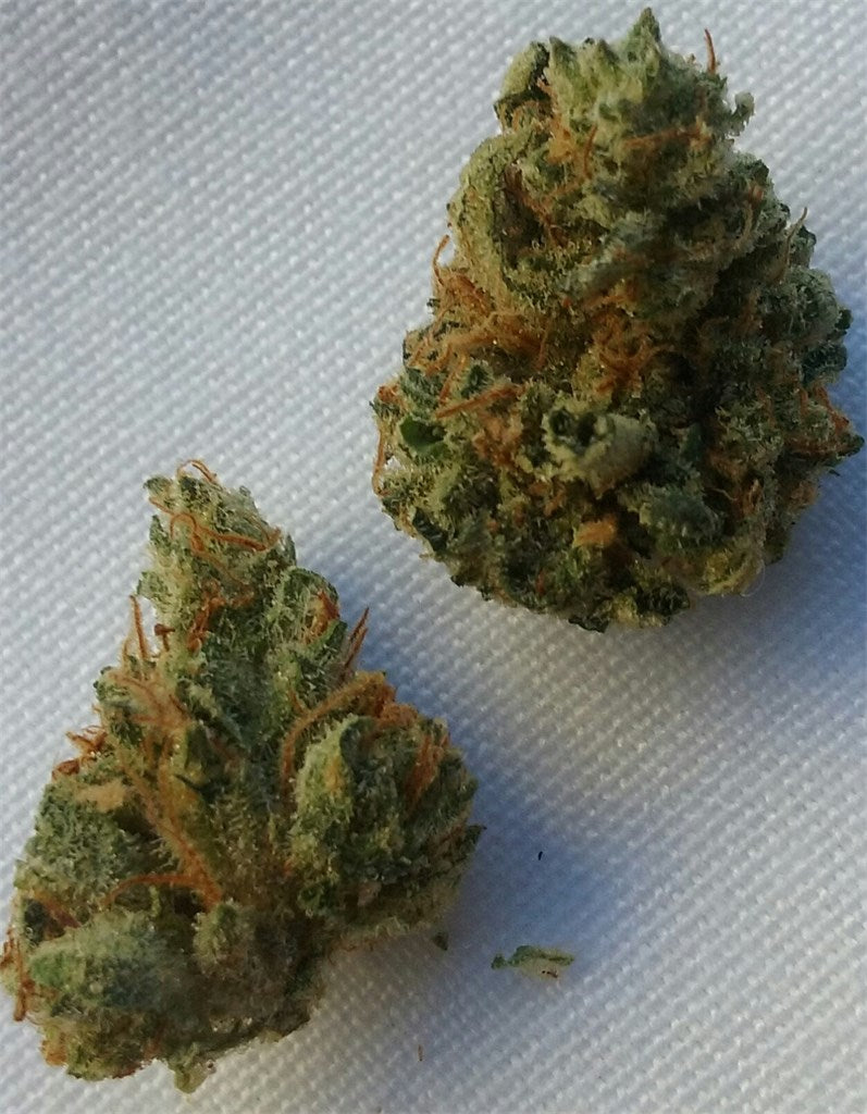 Berkeley marijuana strain flower with blue cheese and ammonia flavor and energetic / uplifted effects - Rare Harvest sativa
