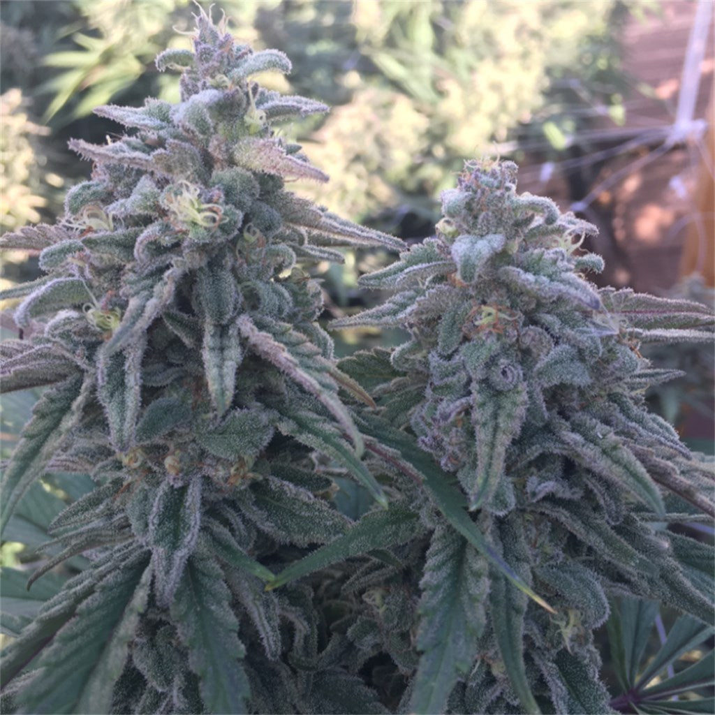 Berry White marijuana strain flower with berry and sweet flavor and relaxed / euphoric effects - Rare Harvest hybrid