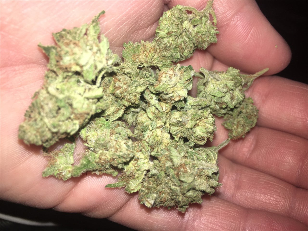 Bettie Page marijuana strain flower with cheese and blue cheese flavor and creative / aroused effects - Rare Harvest hybrid